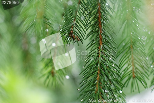 Image of Coniferous tree branch with water drops. Macro shot