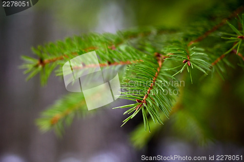 Image of Green prickly branches of a fur-tree closeup