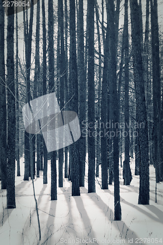 Image of Larch trunks, closeup shot