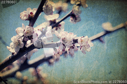 Image of Vintage apple-tree flowers at spring