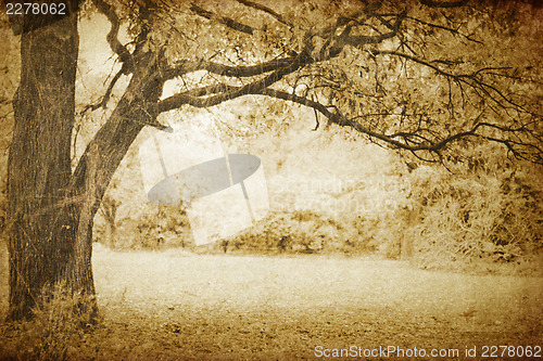 Image of Vintage oak tree