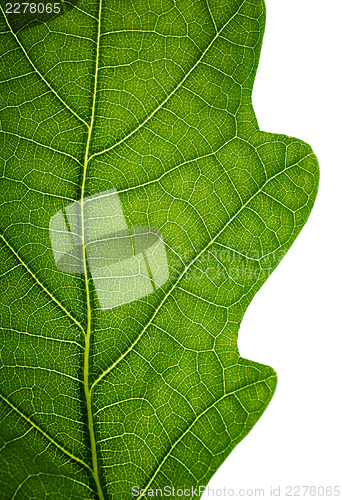 Image of Edge of an oak leaf, isolated on white, closeup.