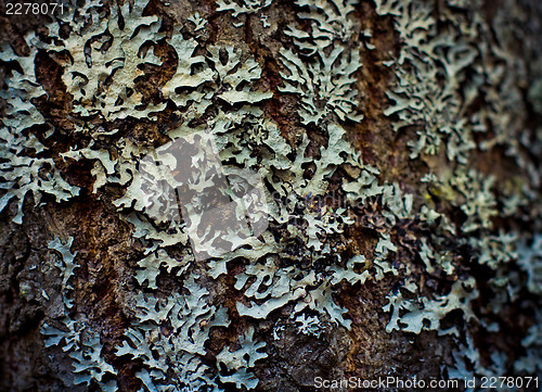 Image of Lichen on wood surface