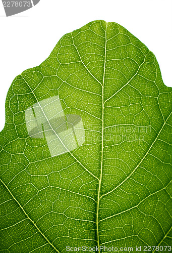Image of Top of an oak leaf, isolated on white, closeup.