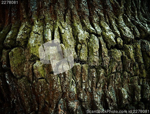 Image of Colorful spring oak bark texture.