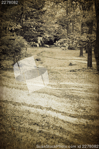 Image of Vintage forest path