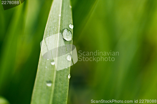 Image of Dew