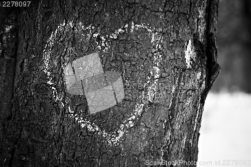 Image of Heart drawn on tree trunk