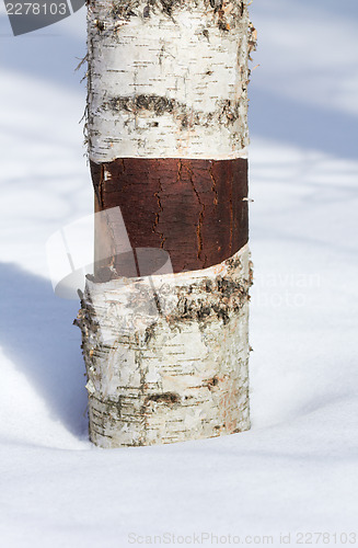 Image of Birch Tree Trunk in the snow. Closeup.