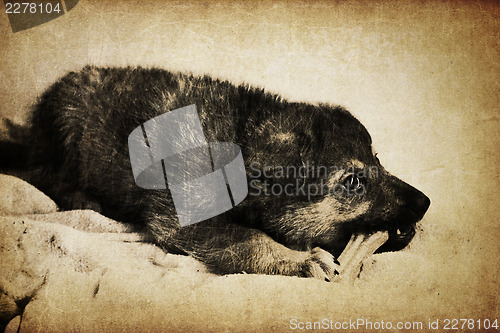 Image of Vintage puppy