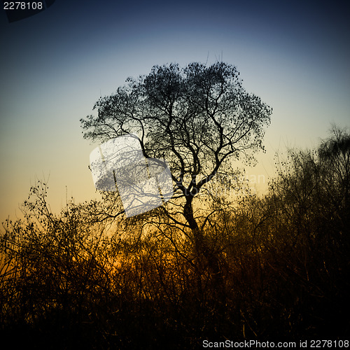 Image of Tree Silhouette At Sunset