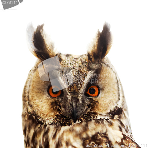 Image of Long-eared owl portrait, isolated on white