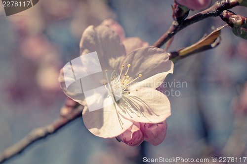 Image of Sakura flowers at spring, macro shot