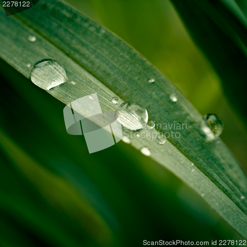 Image of Grass with dew drops close up