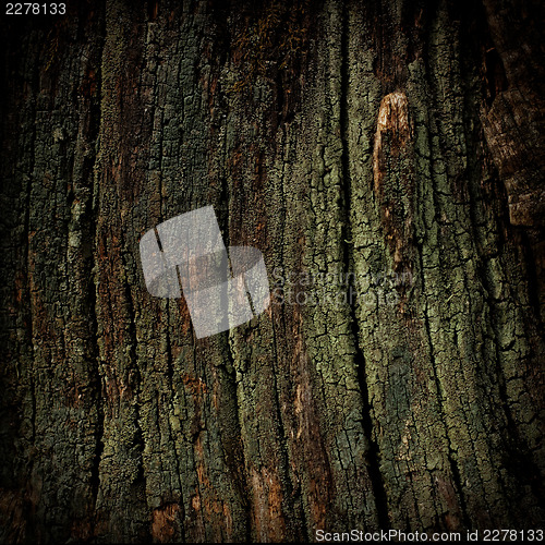 Image of Trunk and lichen