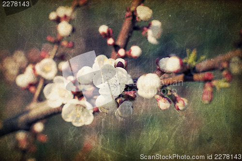 Image of Vintage sakura flowers blossoms at spring