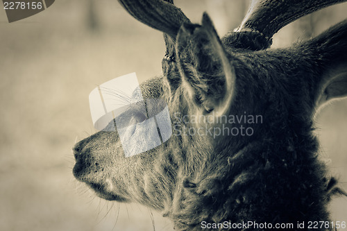 Image of Deer head, closeup shot. Toned