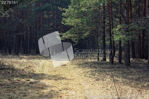 Image of Path in pine forest. Russia