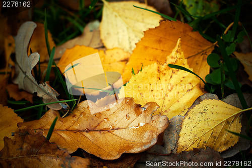 Image of Autumn fallen leaves with rain drops, closeup shot.