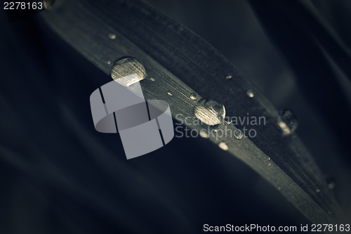Image of Water drops on grass blade. Macro shot