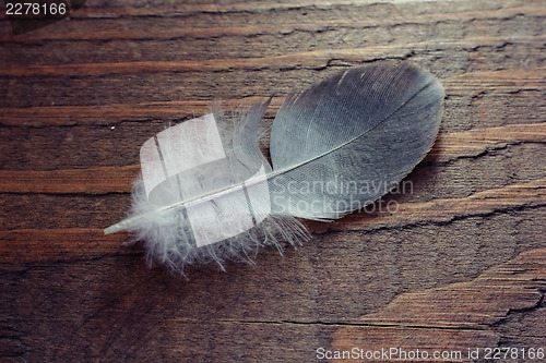 Image of Feather on wooden texture. Closeup shot