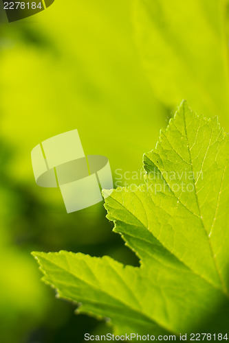 Image of Green leaf. Abstract nature background