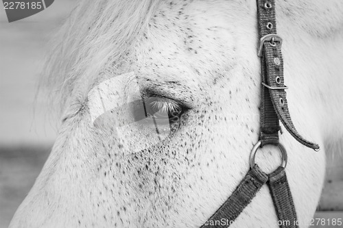 Image of White horse eye closeup shot. 