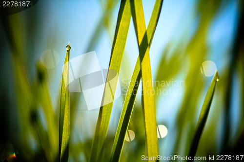 Image of fresh grass against blue sky