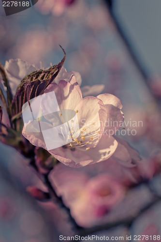 Image of Sakura flower