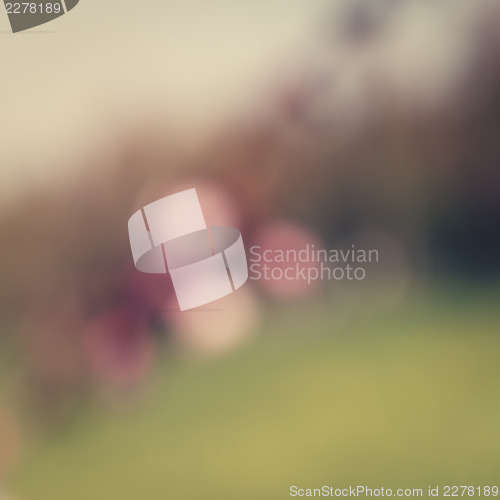 Image of Sakura flowers at spring, defocused shot
