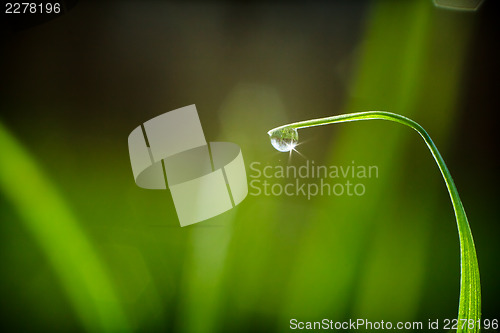 Image of Fresh grass with dew drops