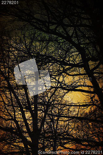 Image of Spooky trees silhouettes. Vintage background