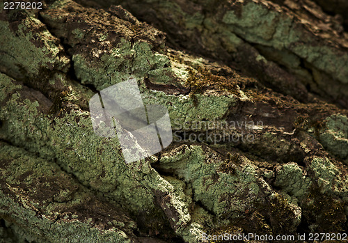Image of Old oak bark in sunlit day.