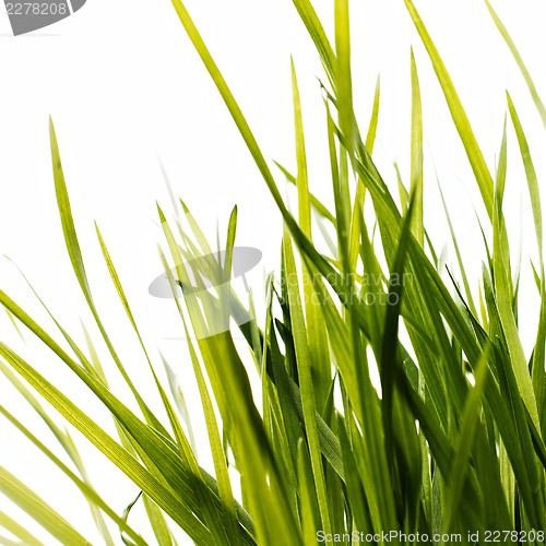 Image of Green grass