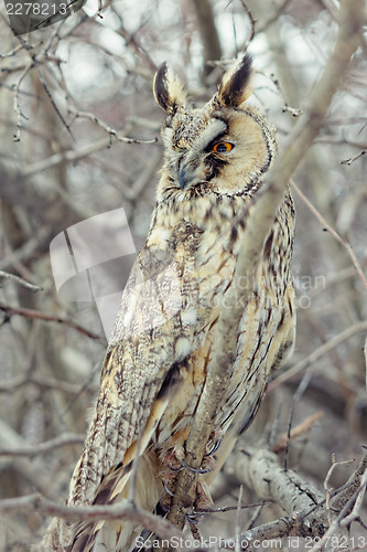 Image of Owl closeup shot