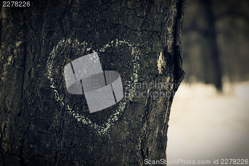 Image of Heart symbol on oak trunk