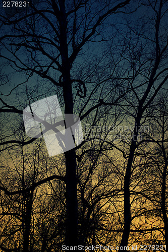 Image of Silhouette of birch tree with scary branche. Sunset time.