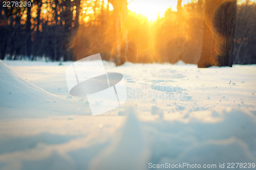 Image of Sunset in park. Winter, Moscow Botanical Garden.
