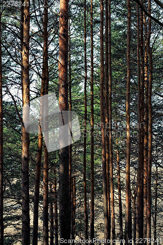 Image of Pine forest.