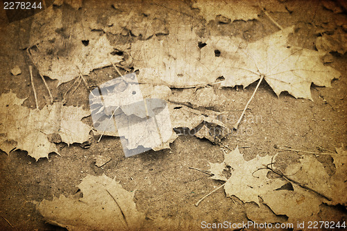 Image of Vintage autumn fallen leaves
