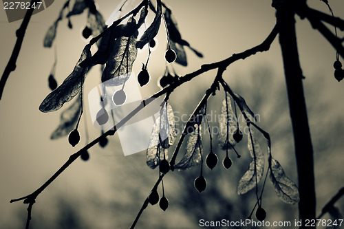 Image of linden blossom, closeup toned shot