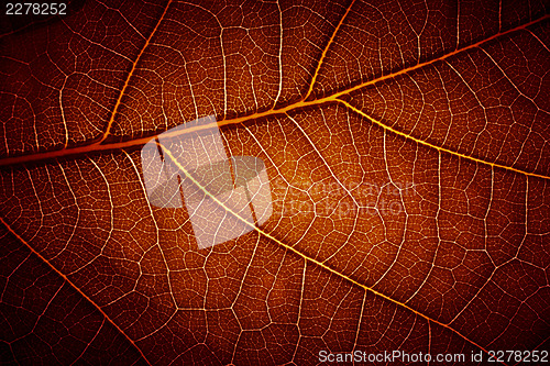 Image of  leaf vein texture