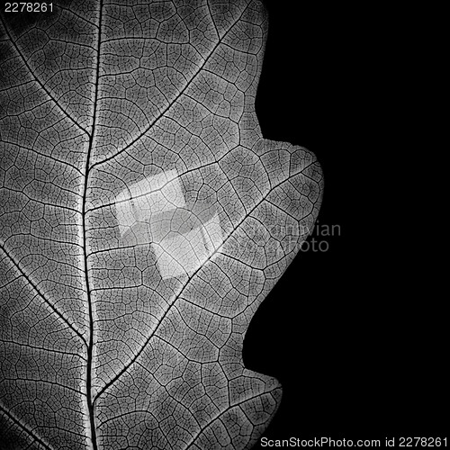 Image of ?lose-up of leaf veins, monochrome.