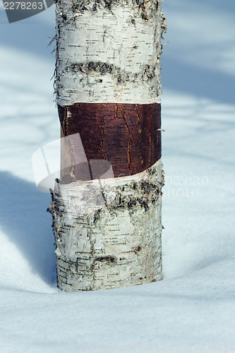 Image of Birch trunk closeup shot