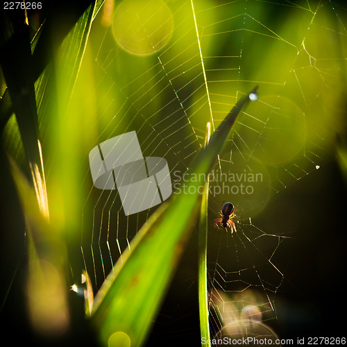 Image of spider sits in the center of a web waiting for prey