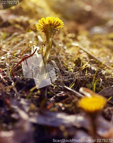 Image of First coltsfoot flower in spring sunrays.