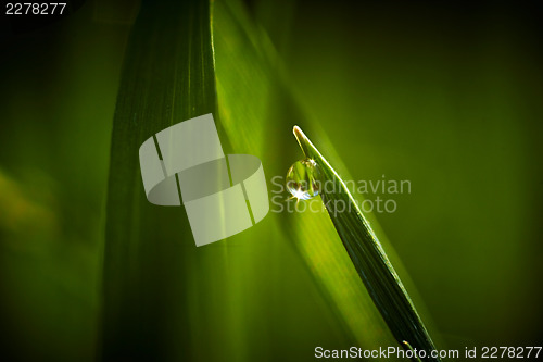 Image of Dew drop on grass macro closeup