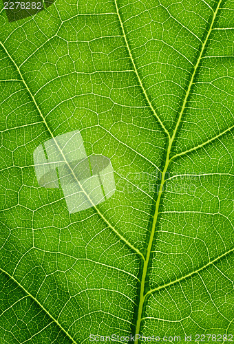 Image of Green background. Oak leaf texture closeup.