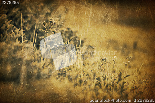 Image of Spring grass vintage