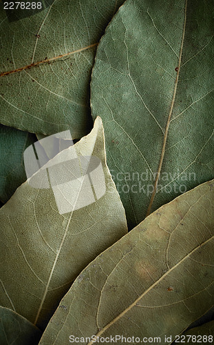 Image of Dried laurel leaf background